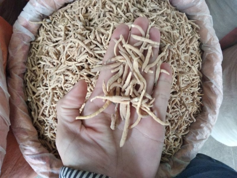 太子参大条选货各种规格无硫精品去尾太子参