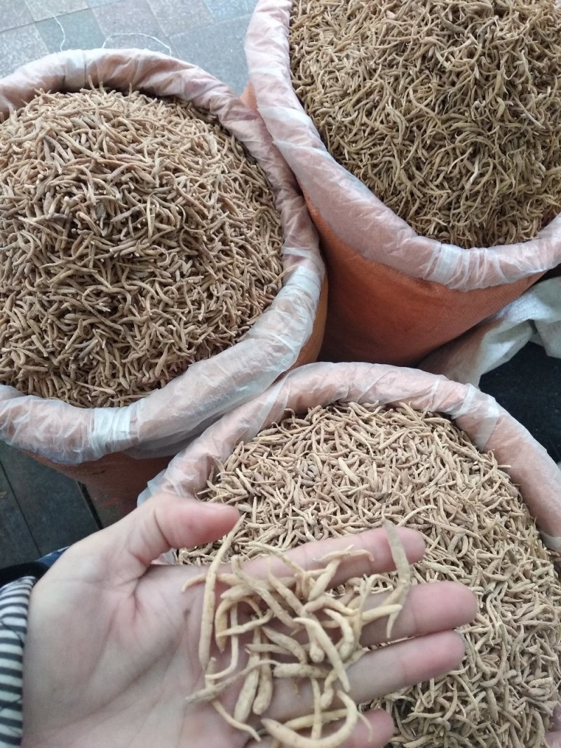 太子参大条选货各种规格无硫精品去尾太子参