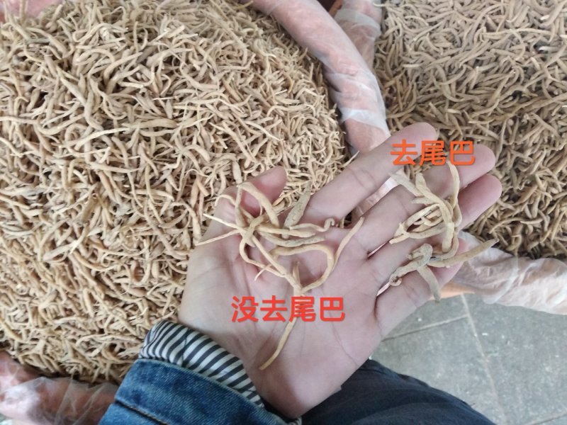 太子参大条选货各种规格无硫精品去尾太子参