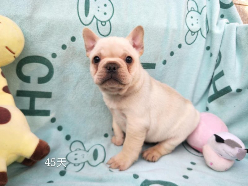 法牛犬