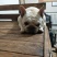 法牛犬