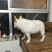 法牛犬