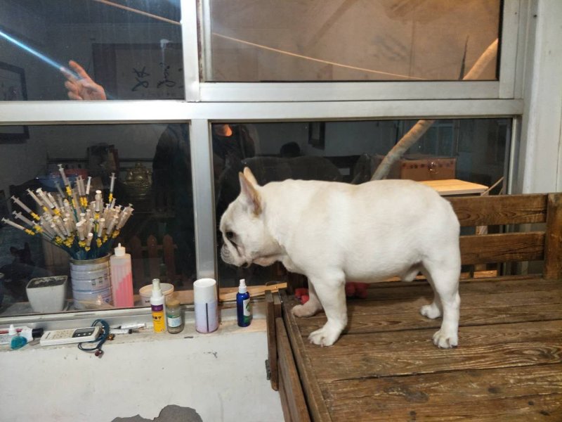法牛犬