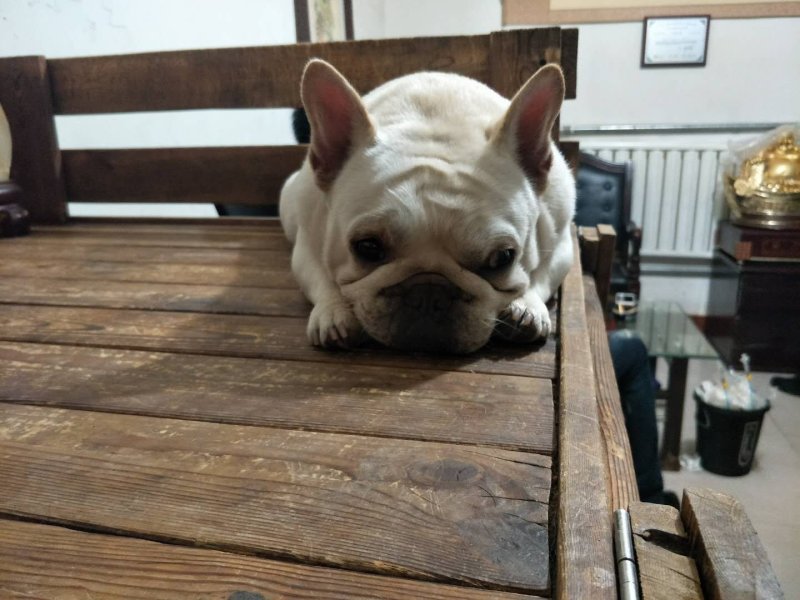 法牛犬