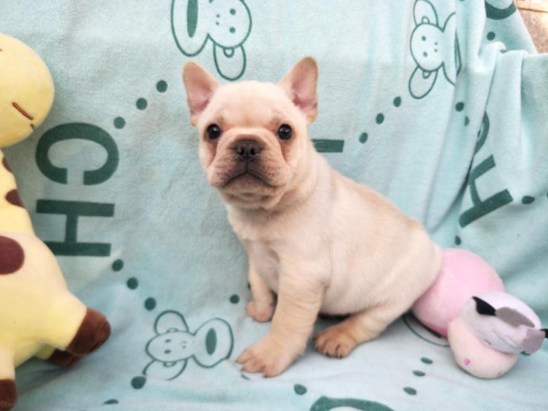 法牛犬