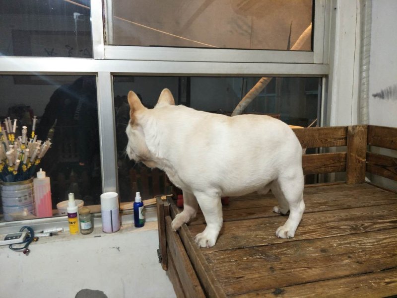 法牛犬
