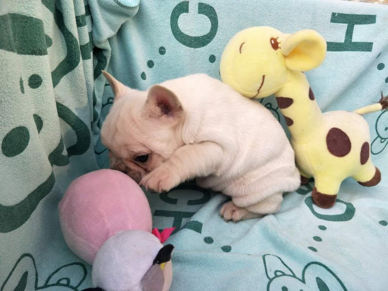 法牛犬