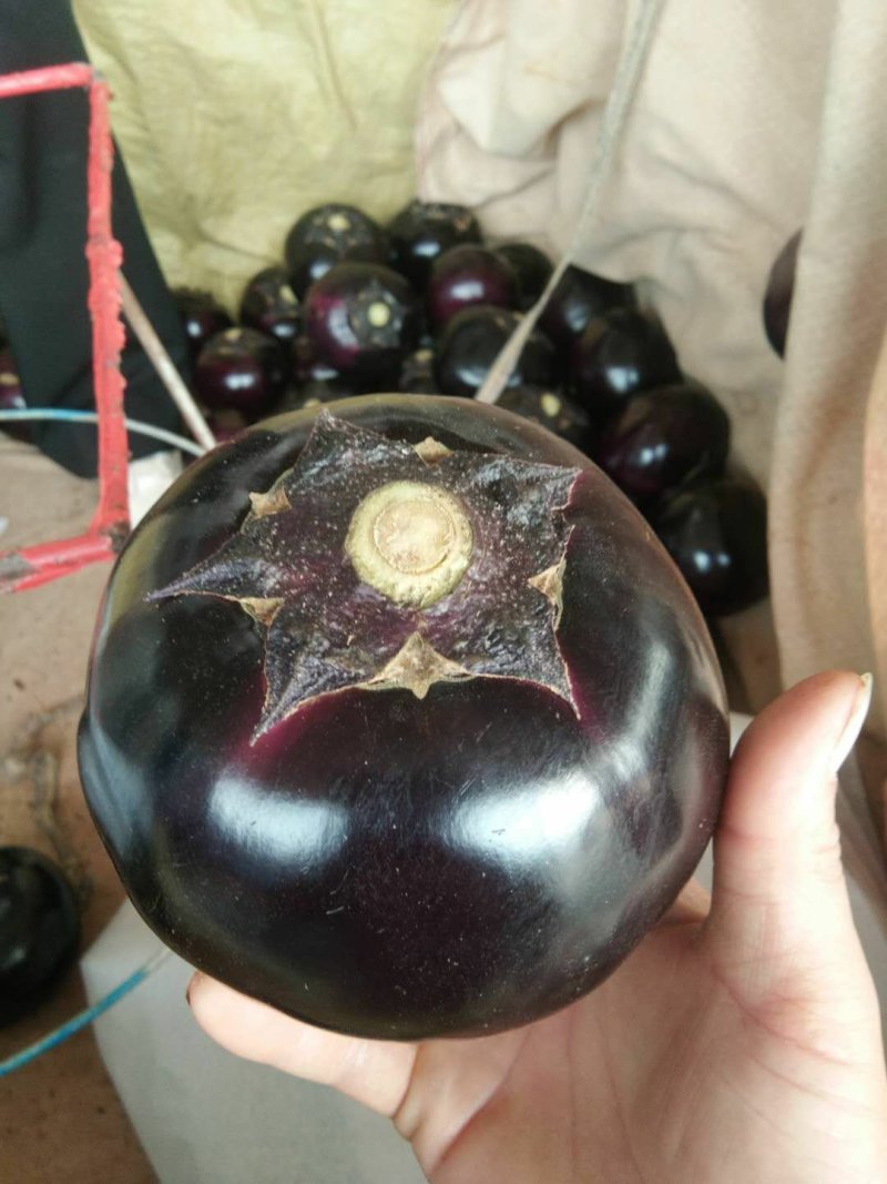 【精品】圆茄紫光茄质量保证，各种打包都可以
