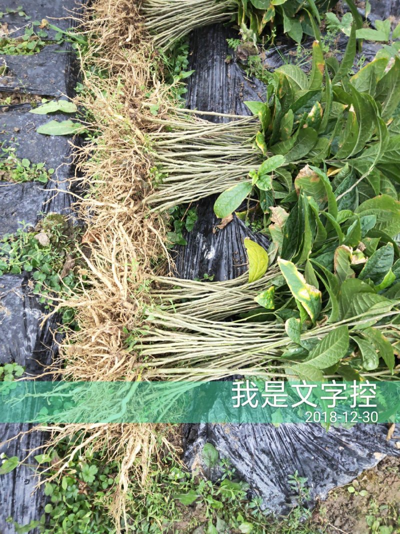 黄花倒水莲，规格，20到50公分