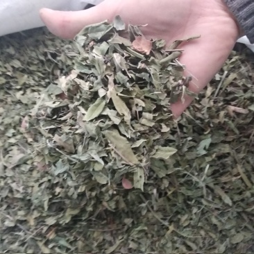 罗布麻色泽好