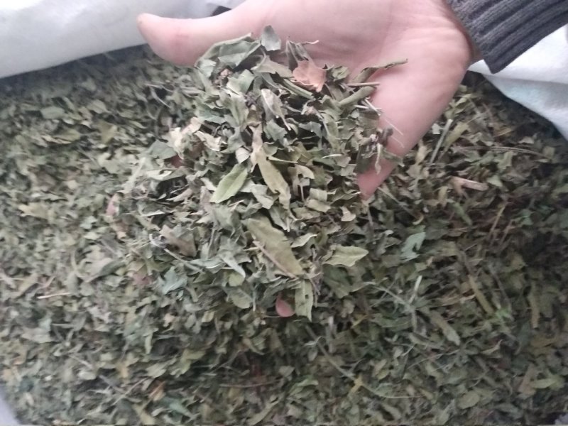 罗布麻色泽好