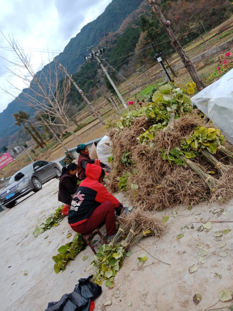 毛叶山桐子