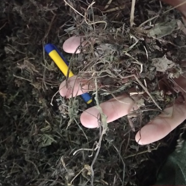 透骨消足干