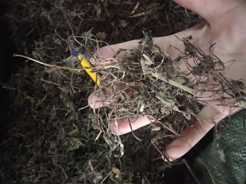 透骨消足干