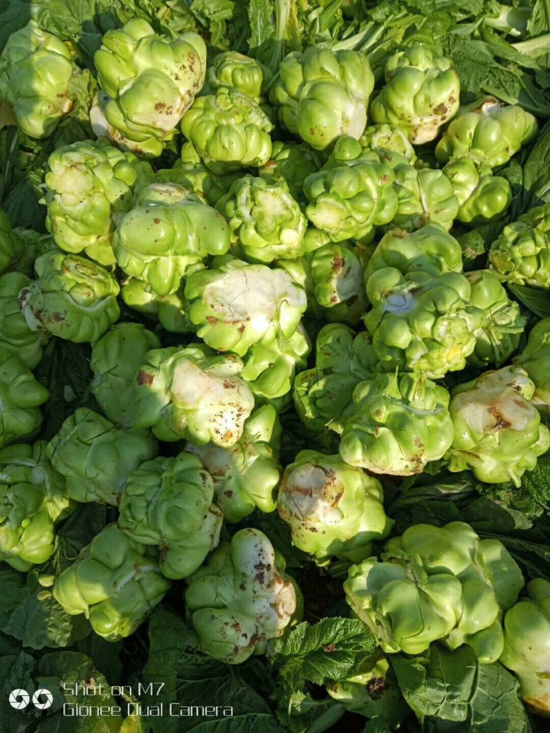 榨菜