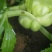 榨菜