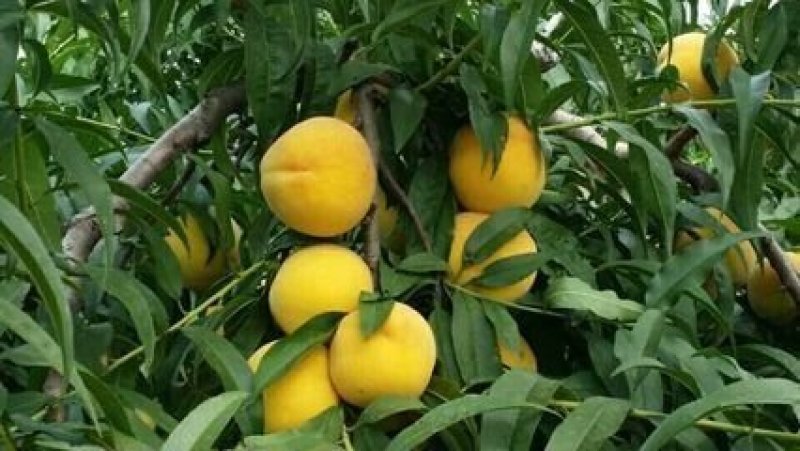 桃树苗水蜜桃苗黄桃寿桃盆栽地栽果树苗适应南方北方种植