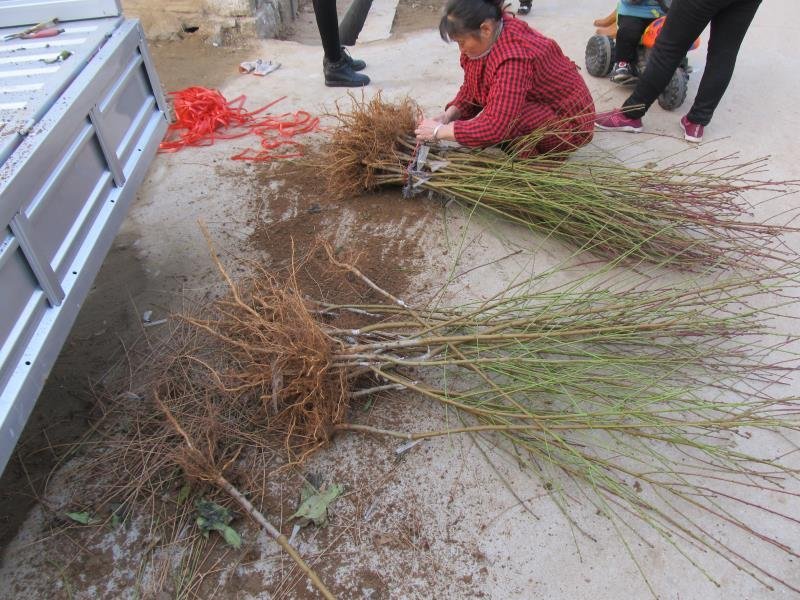 桃树苗水蜜桃苗黄桃寿桃盆栽地栽果树苗适应南方北方种植