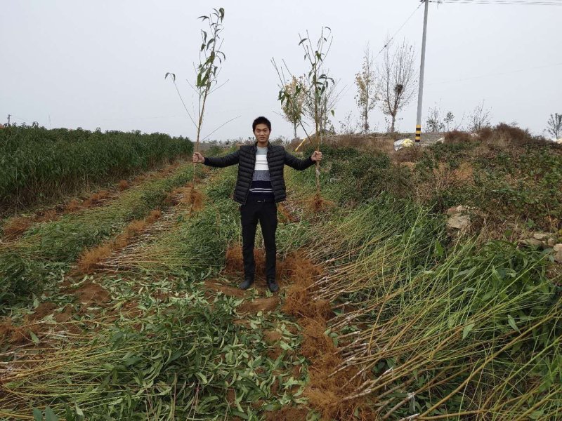 桃树苗水蜜桃苗黄桃寿桃盆栽地栽果树苗适应南方北方种植