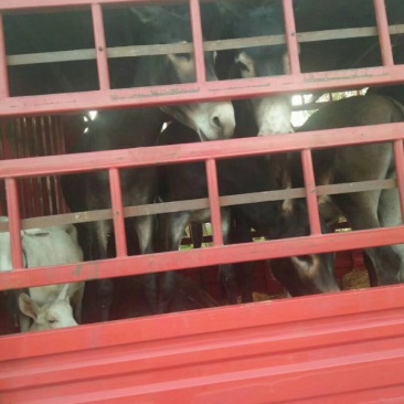 肉驴