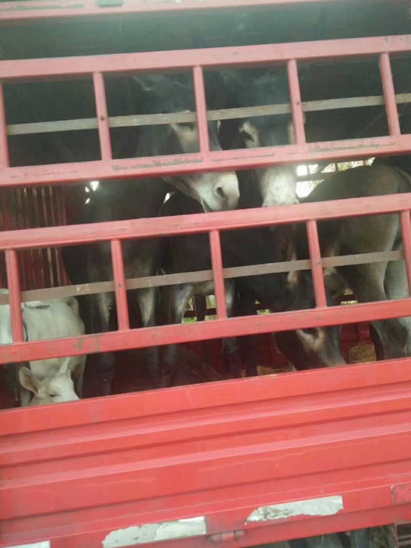 肉驴