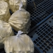 茭白肉有货，质量有好，有中等的