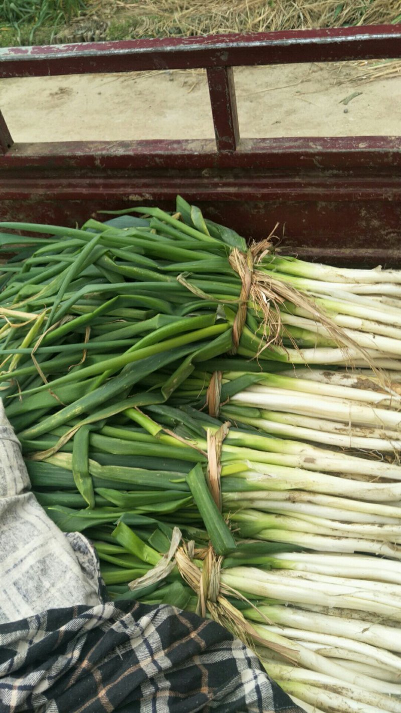 长白大葱唐河精品黄葱现挖现发品相好价格优