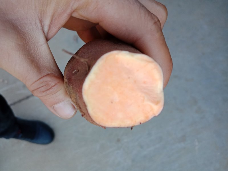 苏八红薯2-4两精品红薯