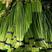 蒜薹40~50厘米长苔白苔红苔货源充足