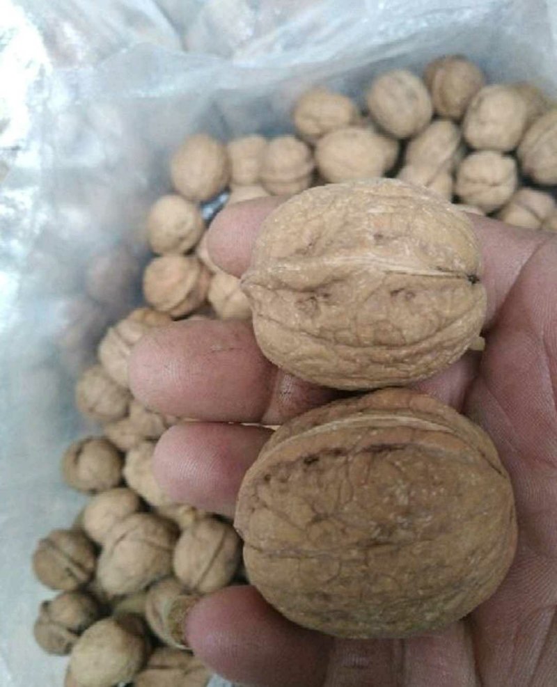 新疆薄皮核桃，口感清香，基地直供，质优价廉！