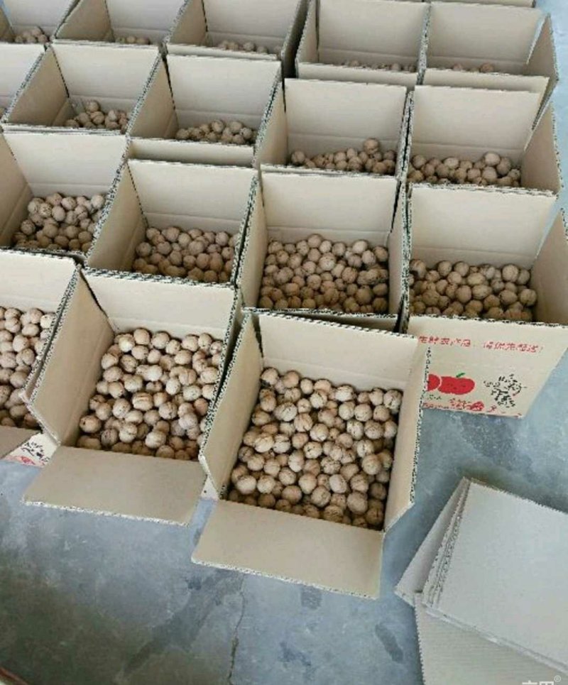 新疆薄皮核桃，口感清香，基地直供，质优价廉！