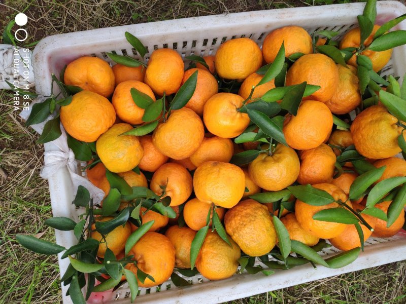 柑橘类