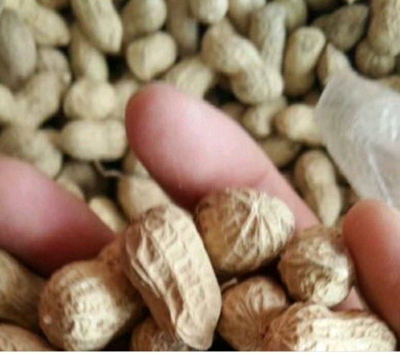 优质白沙系列花生，籽粒饱满，口感香甜，基地直供，欢迎选购