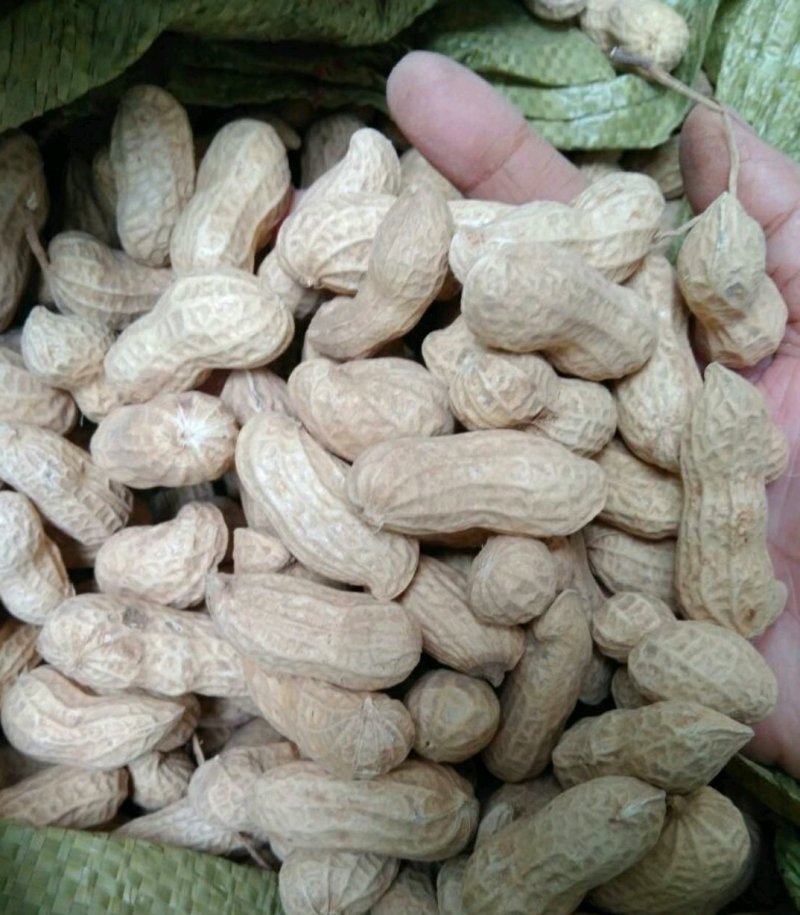 优质白沙系列花生，籽粒饱满，口感香甜，基地直供，欢迎选购