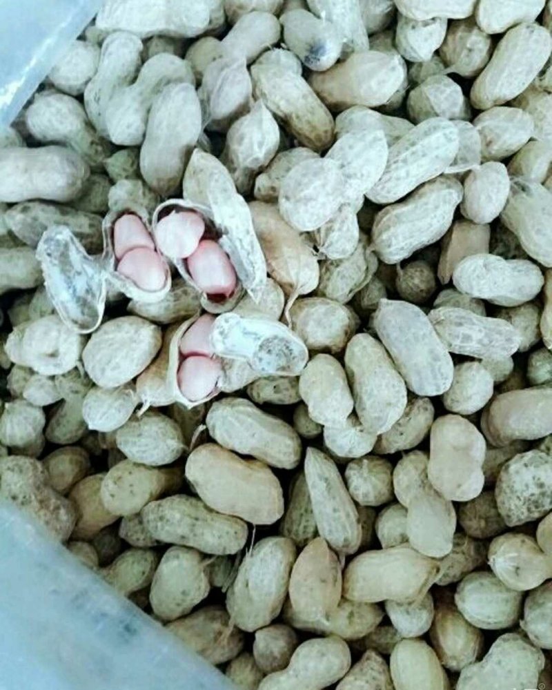 优质白沙系列花生，籽粒饱满，口感香甜，基地直供，欢迎选购