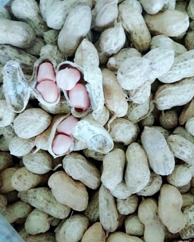 优质白沙系列花生，籽粒饱满，口感香甜，基地直供，欢迎选购