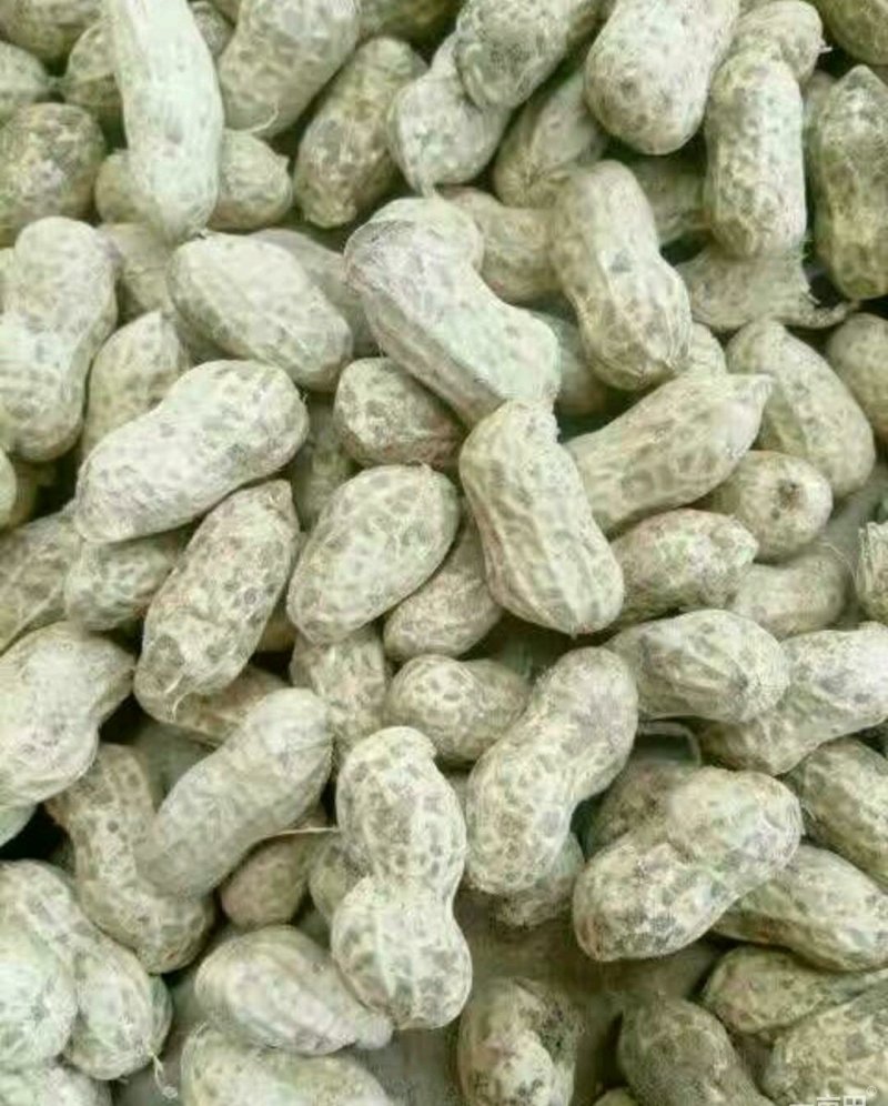 优质白沙系列花生，籽粒饱满，口感香甜，基地直供，欢迎选购