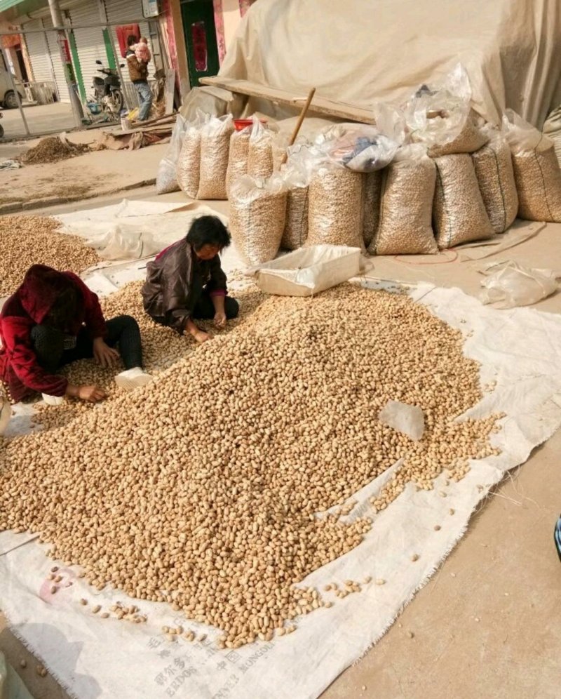 优质白沙系列花生，籽粒饱满，口感香甜，基地直供，欢迎选购