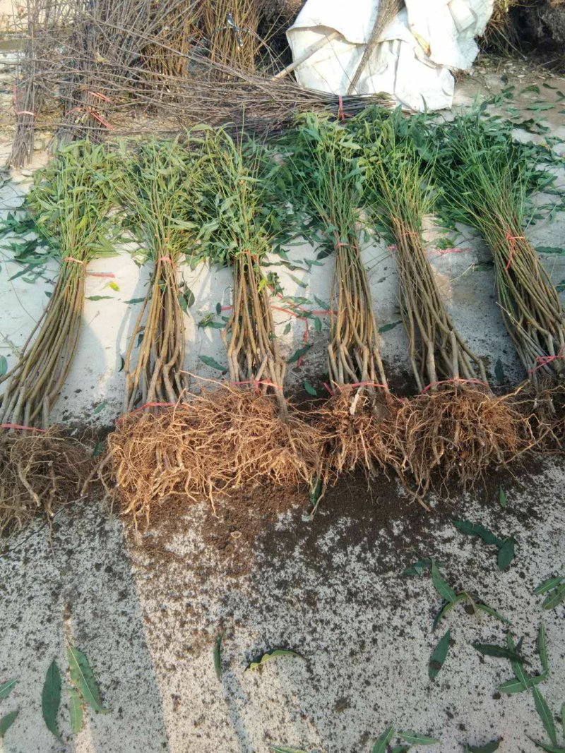 中蟠17桃树苗，蟠桃系列新品种，蟠桃系列桃树苗，包品种