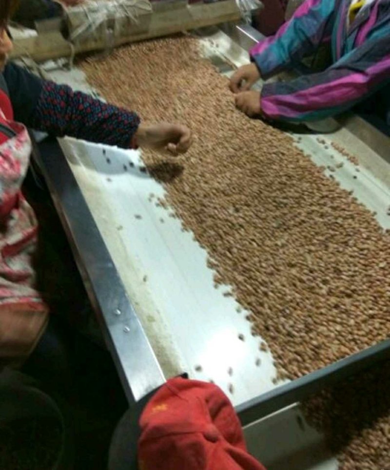 优质白沙系列花生米，颜色鲜亮，口感香甜，厂家直供，欢迎选