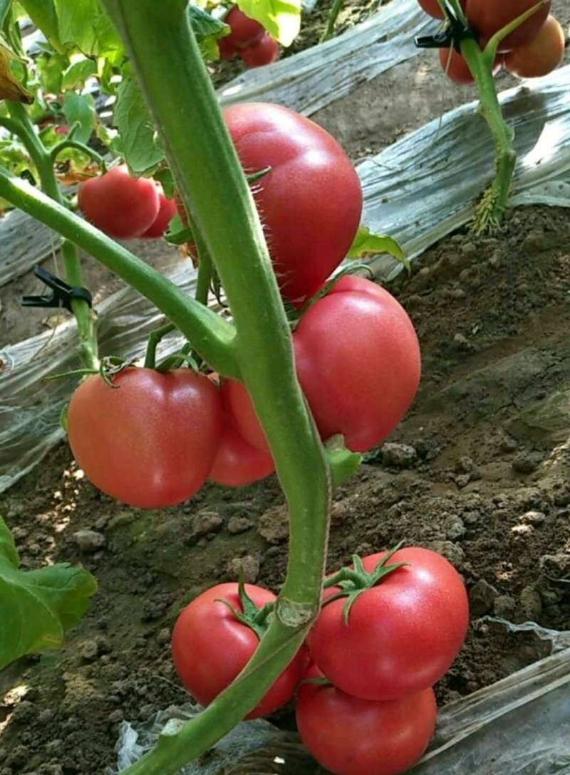 精品西红柿，颜色鲜艳，口感面甜，基地直供