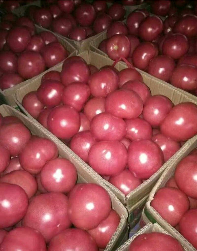精品西红柿，颜色鲜艳，口感面甜，基地直供