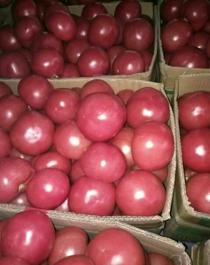 精品西红柿，颜色鲜艳，口感面甜，基地直供
