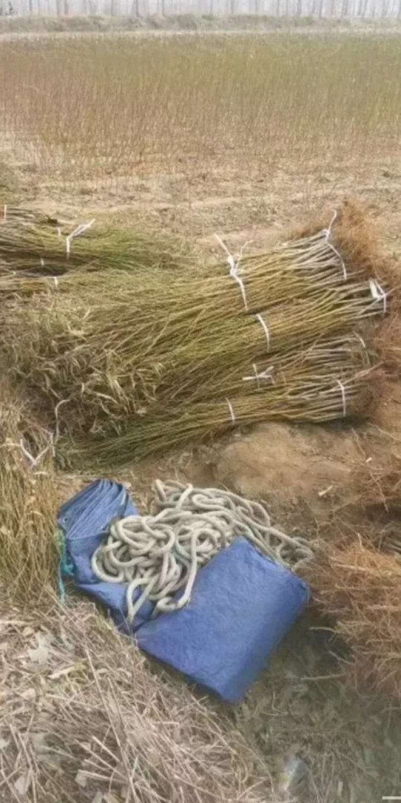 瑞蟠21桃树苗新品种桃树苗育苗基地，新品种桃树苗，桃树苗