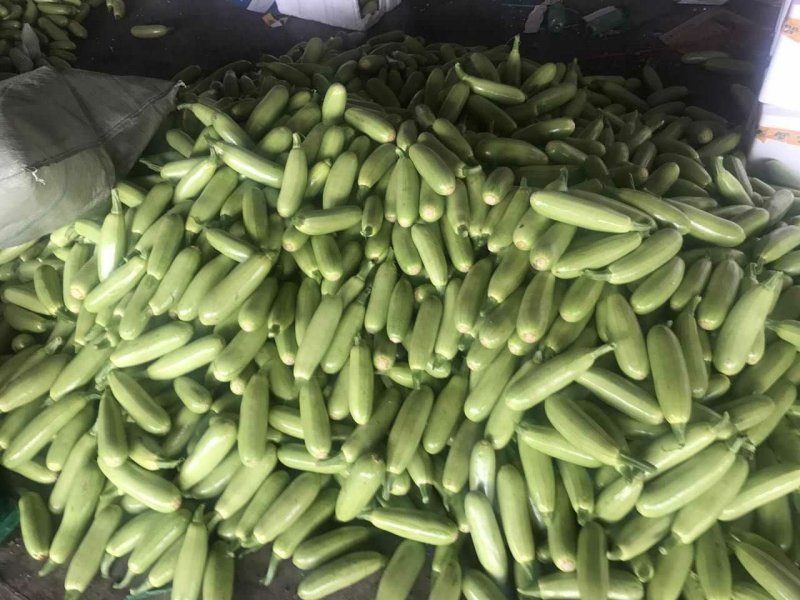 精品西葫芦，颜色鲜亮，基地直供，量大从优，欢迎选购！