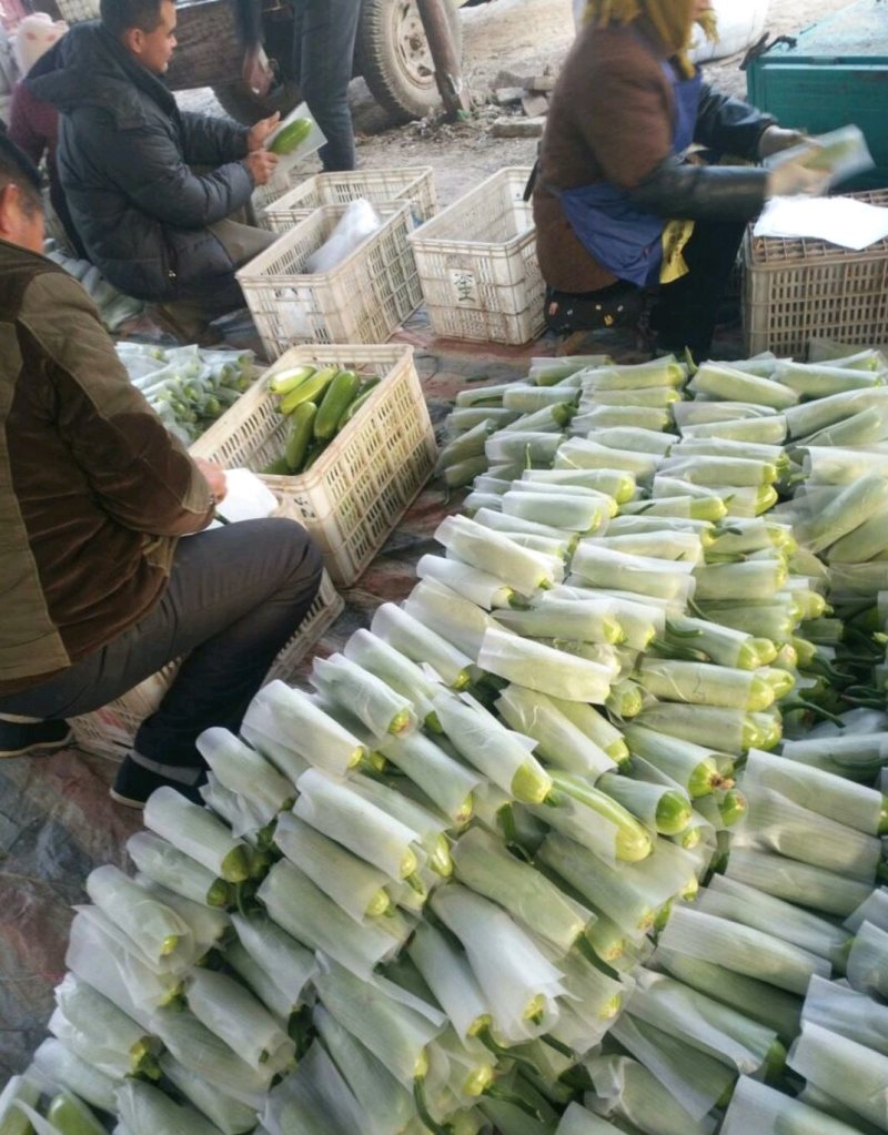 精品西葫芦，颜色鲜亮，基地直供，量大从优，欢迎选购！