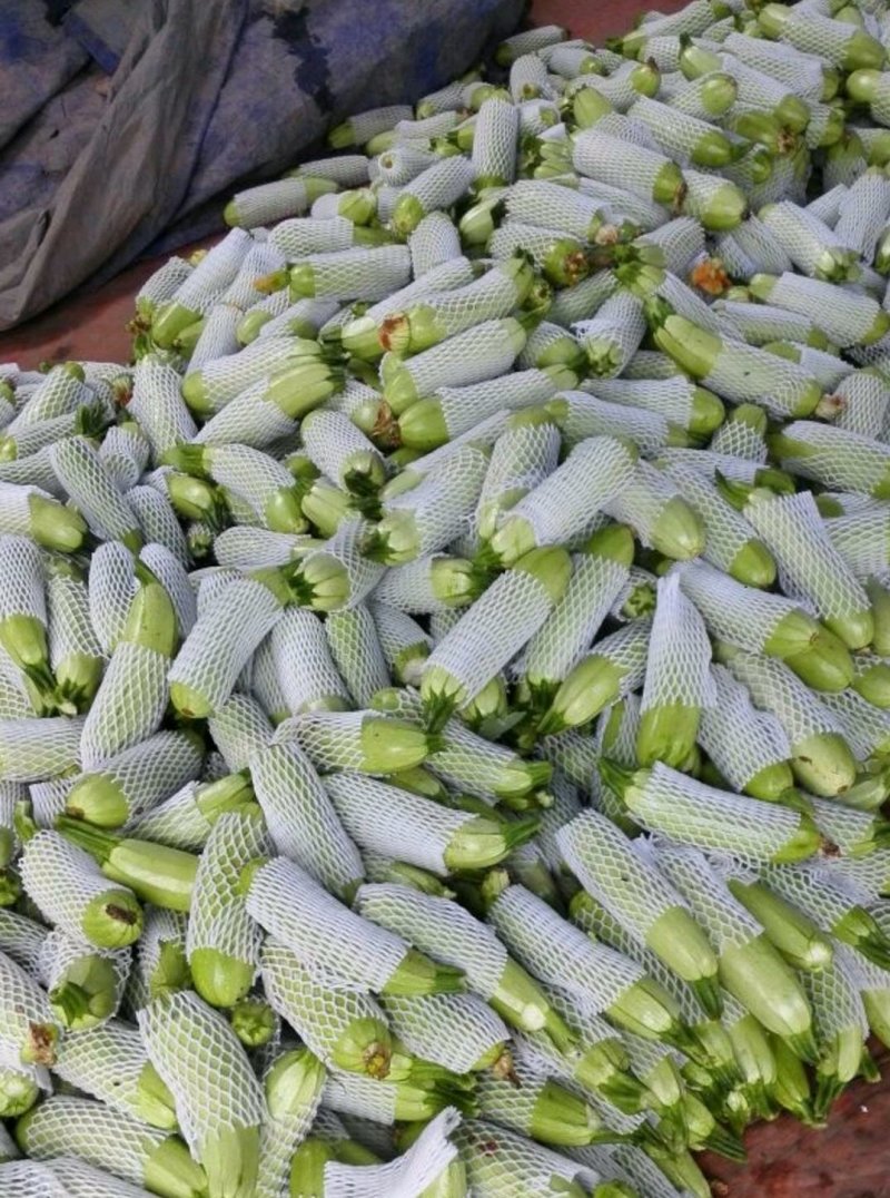 精品西葫芦，颜色鲜亮，基地直供，量大从优，欢迎选购！