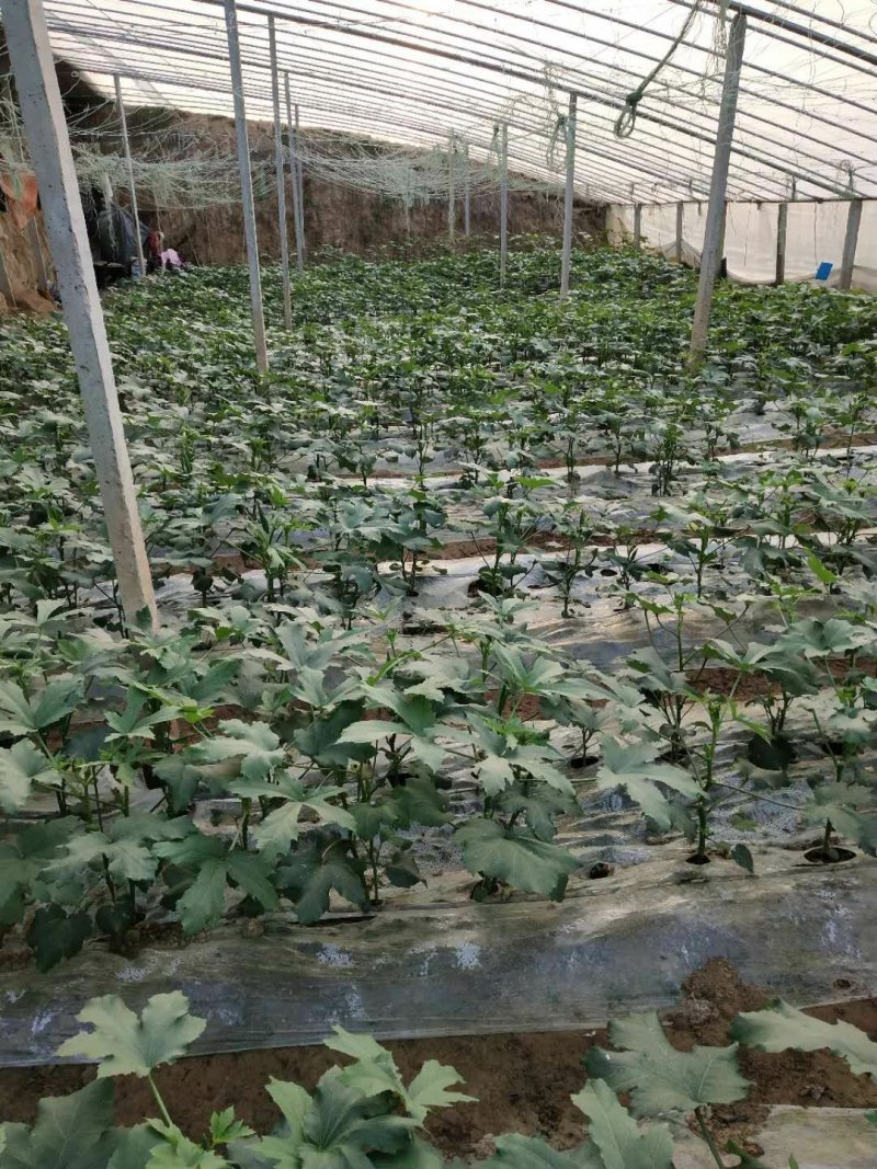 精品密刺亮条黄瓜，颜色鲜亮，品质至上，口感清脆，产地直供