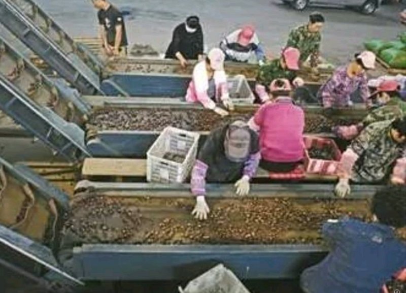 新沂邵店板栗，籽粒饱满，，产地直销，货源充足，量大从优！
