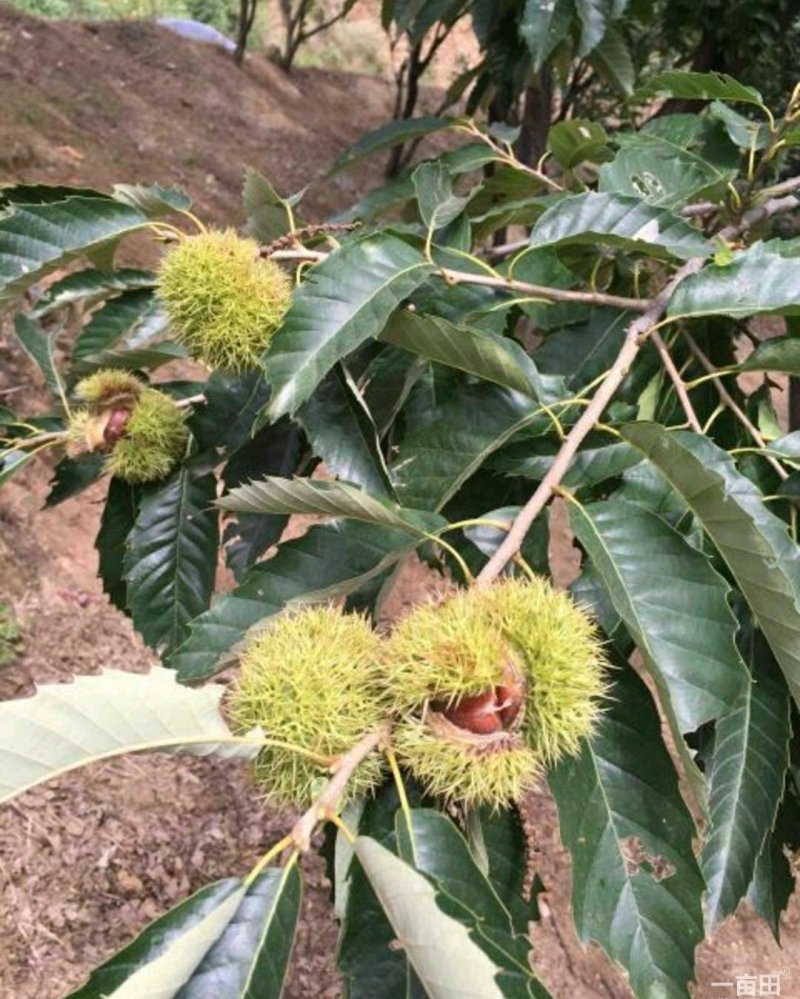 新沂邵店板栗，籽粒饱满，，产地直销，货源充足，量大从优！
